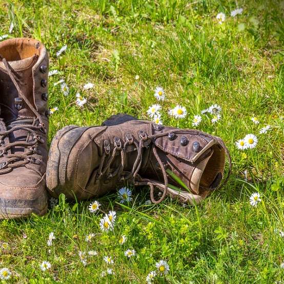 Foto berschoenen in zomerse weide - bron: www.dominicanen.nl