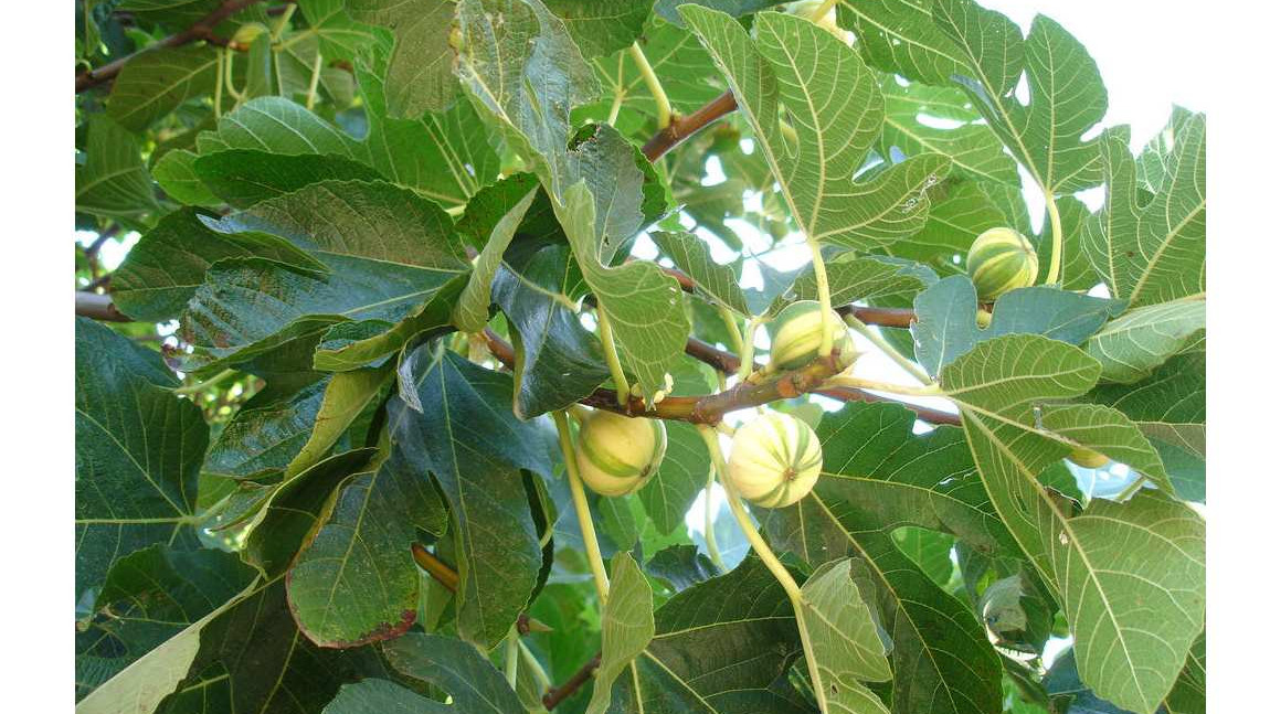 Ficus carica