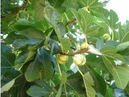 Ficus carica